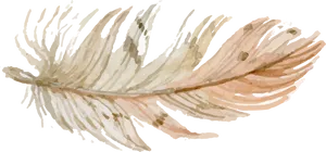 Delicate Feather Illustration.png PNG image