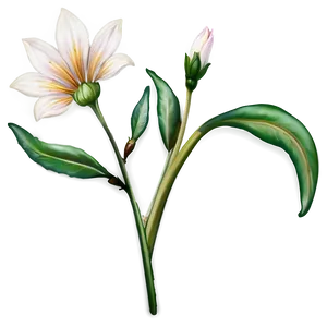 Delicate Flower Stem PNG 75