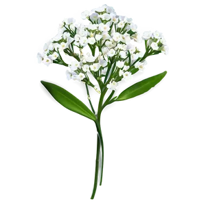 Delicate Gypsophila Babys Breath Png 06132024 PNG image