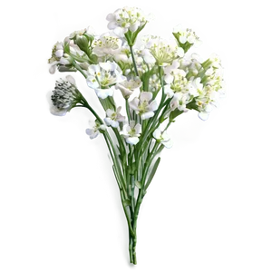 Delicate Gypsophila Babys Breath Png 84 PNG image