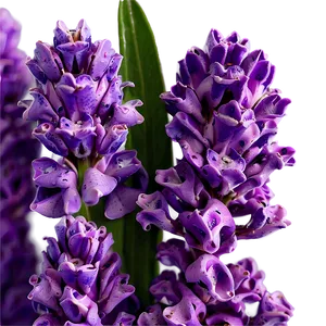 Delicate Lavender Petals PNG 06132024