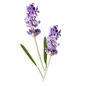 Delicate Lavender Petals PNG 13