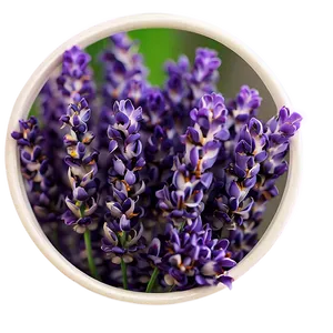 Delicate Lavender Petals PNG 40