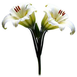 Delicate Lilies Close-up Png 06282024 PNG image