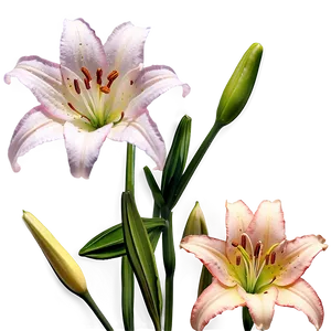 Delicate Lilies Close-up Png 9 PNG image