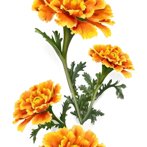 Delicate Marigolds Close-up Png 88 PNG image