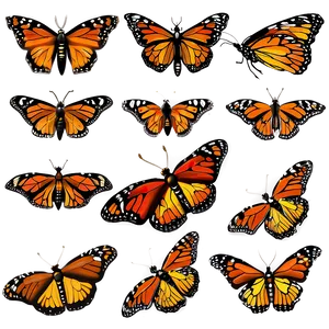Delicate Monarch Butterflies PNG 06252024