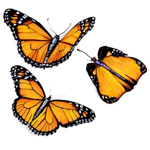 Delicate Monarch Butterflies PNG 06252024