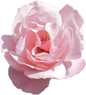 Delicate Pink Rose Isolatedon Black PNG image