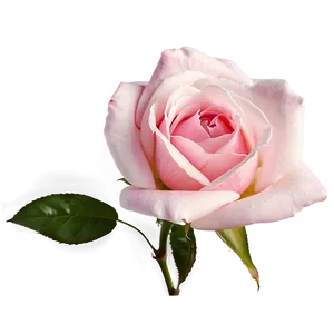 Delicate Pink Rose PNG Jtp49