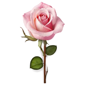Delicate Pink Rose PNG Pav