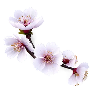Delicate Sakura Blossom PNG 06202024 PNG