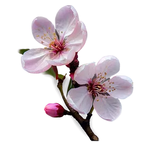 Delicate Sakura Blossom PNG 2 PNG