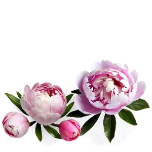 Delightful Peony Picture PNG 06202024 PNG