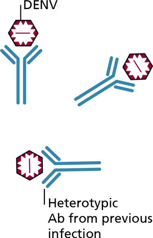 Dengue Virus Antibody Interaction PNG image