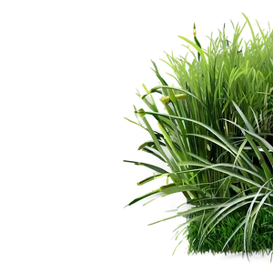 Dense Green Grass PNG Wps PNG