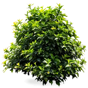Dense Shrub PNG 05252024 PNG