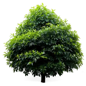 Dense Shrub PNG Qur PNG