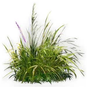 Dense Wild Grass PNG Qth