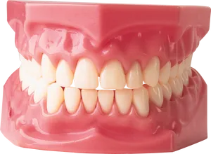 Dental_ Model_ Complete_ Set_of_ Teeth PNG image