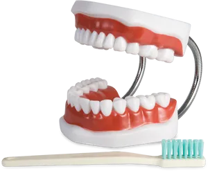 Dental Modeland Toothbrush PNG image