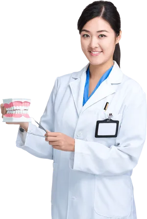 Dentist Holding Dental Modeland Tools PNG image