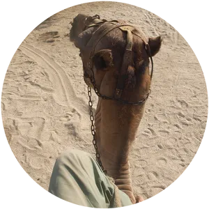 Desert Camel Headshot.jpg
