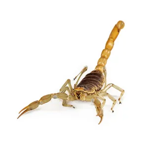 Desert Scorpion Isolatedon White PNG image