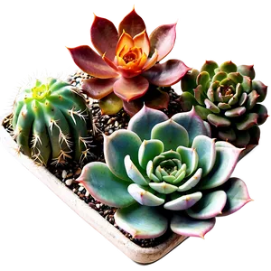 Desert Succulents Guide Png Cba PNG image