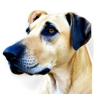 Despondent Dane PNG 06292024 PNG