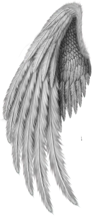 Detailed Angel Wing Drawing PNG image