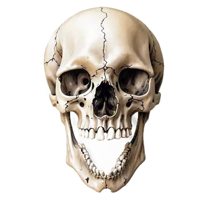 Detailed Animal Skull Drawing Png 60 PNG image