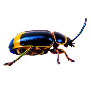 Detailed Beetle Anatomy PNG 28