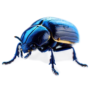 Detailed Beetle Anatomy PNG Cgp