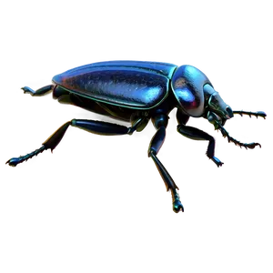Detailed Beetle Anatomy PNG Okh