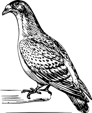 Detailed Bird Line Art Illustration PNG