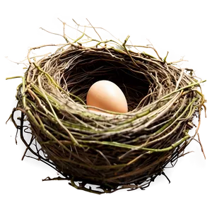 Detailed Bird Nest Png 06212024 PNG image