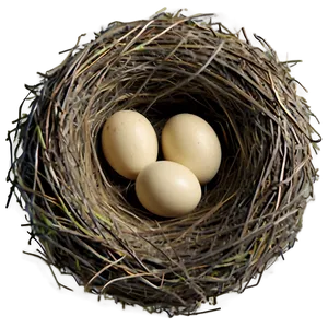 Detailed Bird Nest PNG 67 PNG
