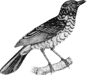 Detailed Blackand White Bird Illustration