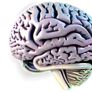 Detailed Brain Structure Png Njj90 PNG image