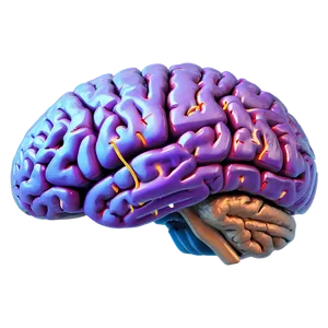 Detailed Brain Structure Png Qlq62 PNG image