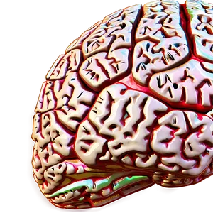 Detailed Brain Structure Png Uur74 PNG image