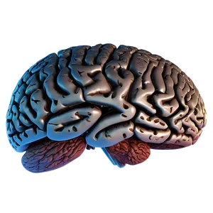 Detailed Brain Structure Png Wty33 PNG image