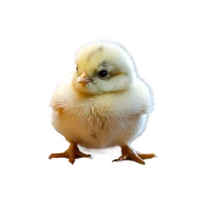 Detailed Chick PNG 05242024 PNG