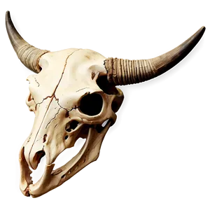 Detailed Cow Skull Sketch Png 22 PNG image