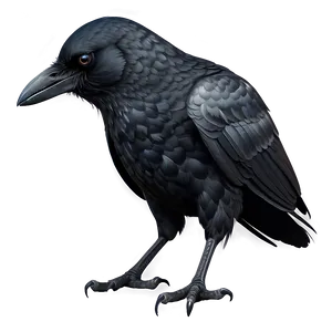 Detailed Crow PNG 05232024