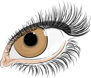 Detailed Eye Illustrationwith Long Lashes PNG image
