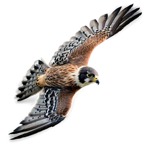 Detailed Falcon In Flight PNG 06122024