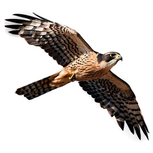 Detailed Falcon In Flight PNG 06122024