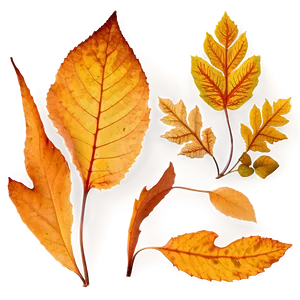Detailed Fallen Leaves Silhouettes PNG Uje32 PNG